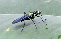Raphiocera ornata