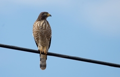 Rupornis magnirostris