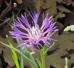 Centaurea graminifolia