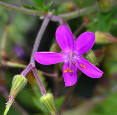 Geranium reuteri