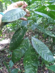 Tetragastris balsamifera