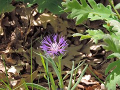 Centaurea graminifolia
