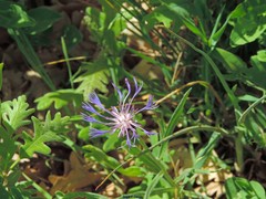 Centaurea graminifolia