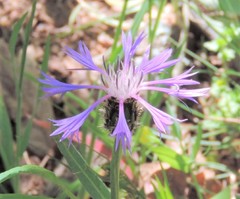 Centaurea graminifolia
