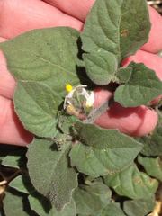 Solanum villosum