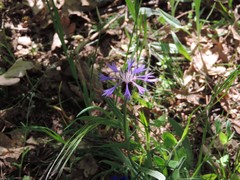 Centaurea graminifolia