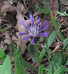 Centaurea graminifolia