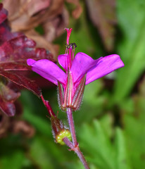 Geranium reuteri