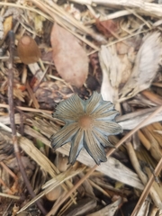 Coprinellus micaceus