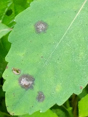 Mycosphaerella impatientis