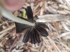 Coprinellus micaceus