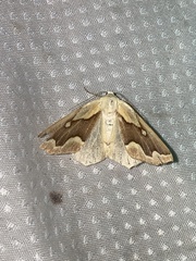 Sabulodes edwardsata