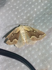 Sabulodes edwardsata