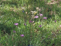 Centaurea graminifolia