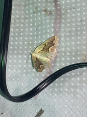 Sabulodes edwardsata