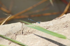 Platycnemis pennipes
