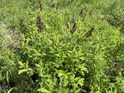 Spiraea salicifolia