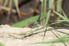Platycnemis pennipes