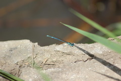 Platycnemis pennipes