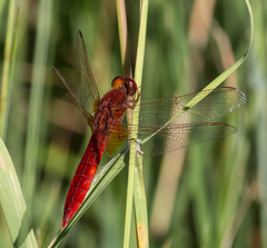 Crocothemis erythraea