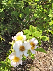 Rosa setigera setigera