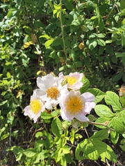 Rosa setigera setigera