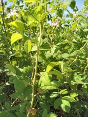 Rosa setigera setigera