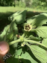 Physalis grisea
