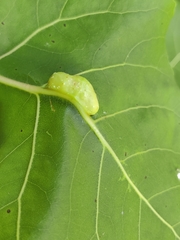 Pemphigus longicornis