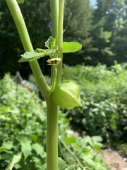 Physalis grisea