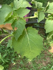 Physalis grisea