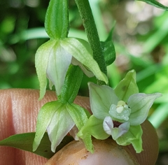 Epipactis