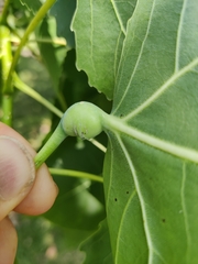 Pemphigus populicaulis