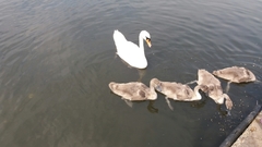 Cygnus olor
