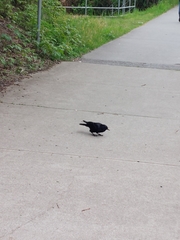 Corvus brachyrhynchos caurinus
