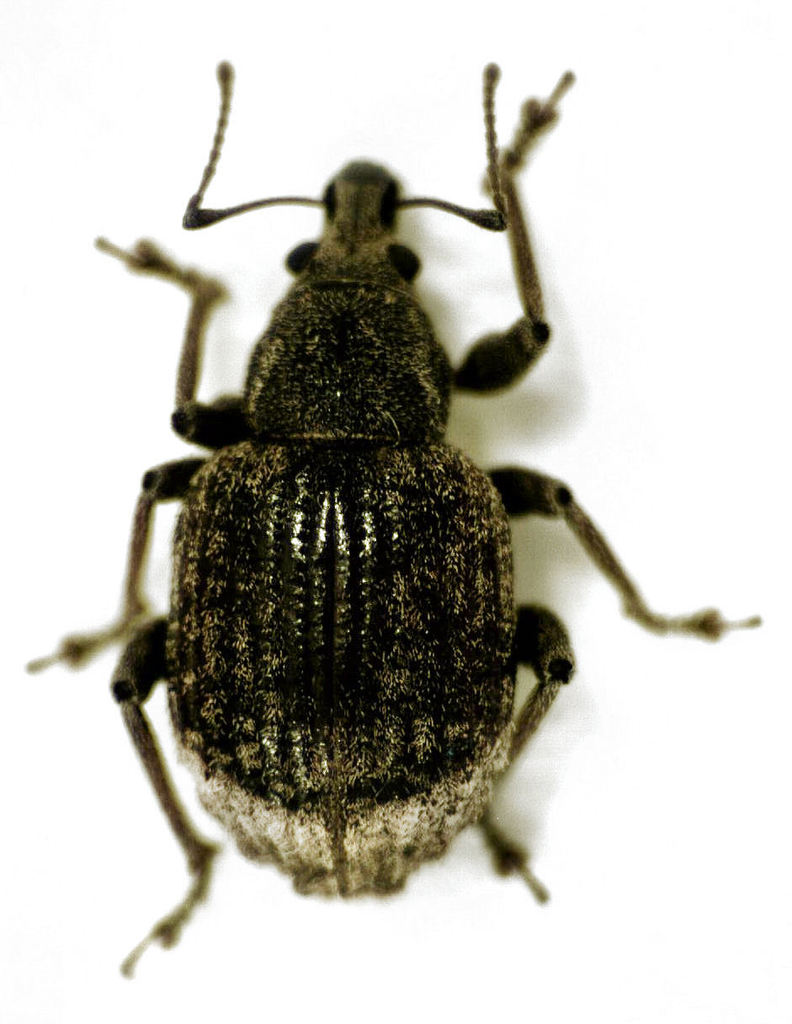 Oosomini