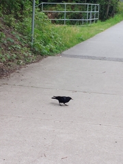 Corvus brachyrhynchos caurinus