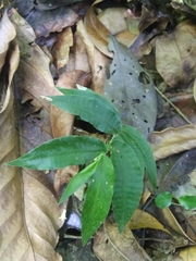 Ichnanthus pallens
