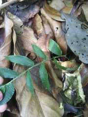 Ichnanthus pallens