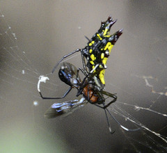 Micrathena decorata