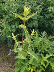 Phlomoides tuberosa