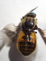 Chrysops frigidus