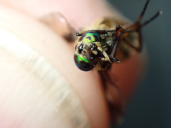 Chrysops frigidus