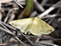 Hemeroplanis scopulepes