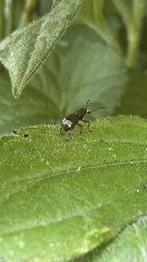 Eurymycter