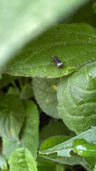 Eurymycter
