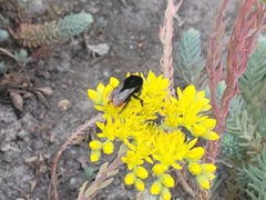 Bombus lapidarius
