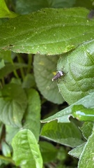 Eurymycter