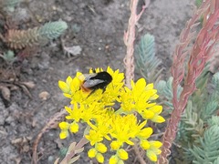 Bombus lapidarius
