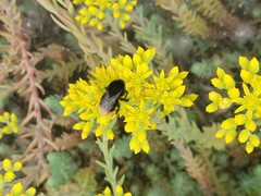 Bombus lapidarius